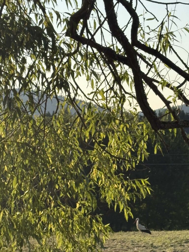 21c20b15 7c08 4be9 b089 edd3496b21dd