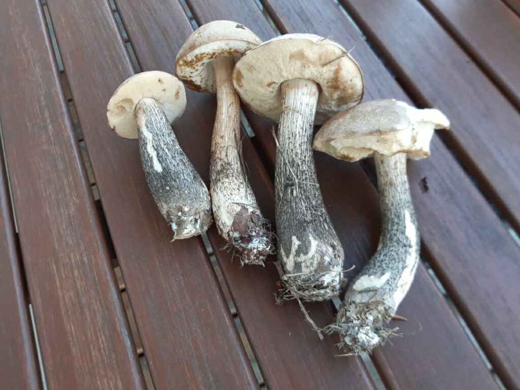 Stara Jabłoń Domek w Bieszczadach