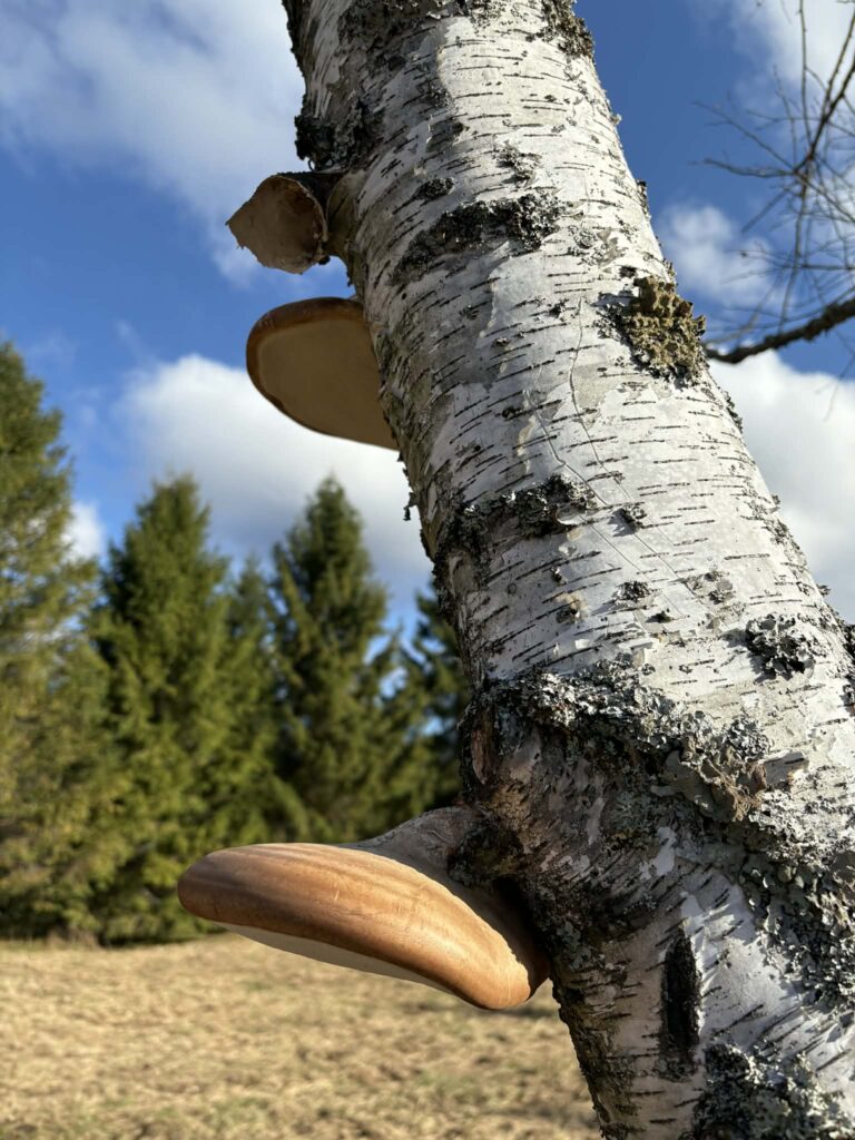 7f3d6c58 b881 4ad2 a877 a06a5d328e9a (1)