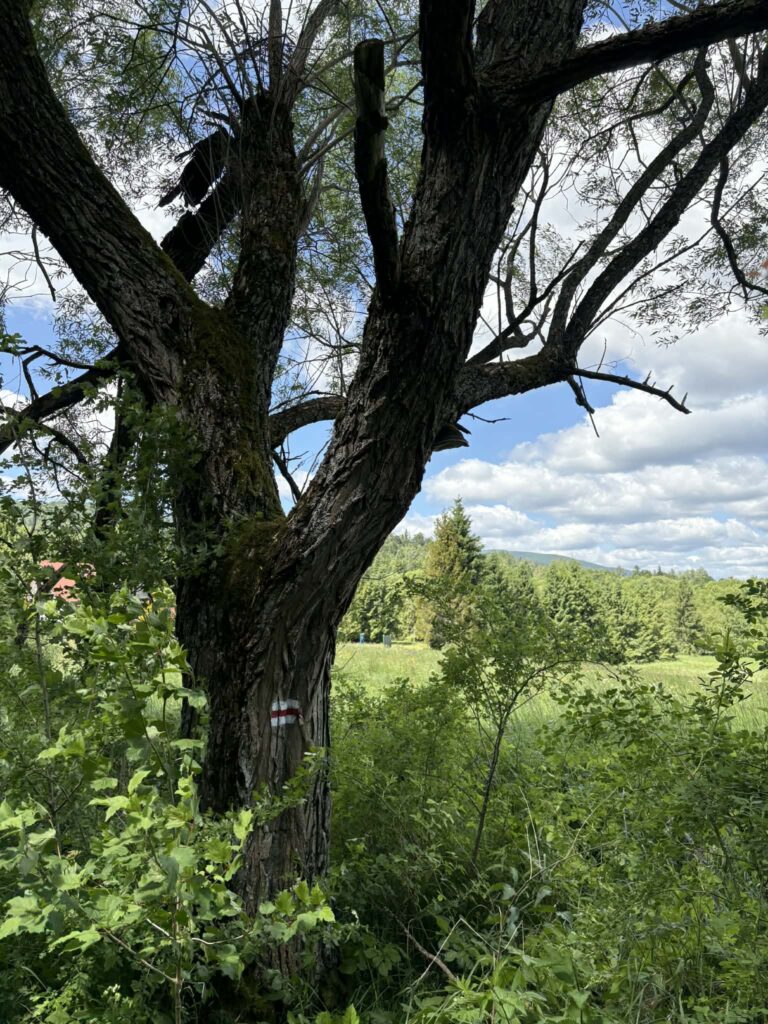 933ce7a6 351b 4c04 a09b f012a8d835d8