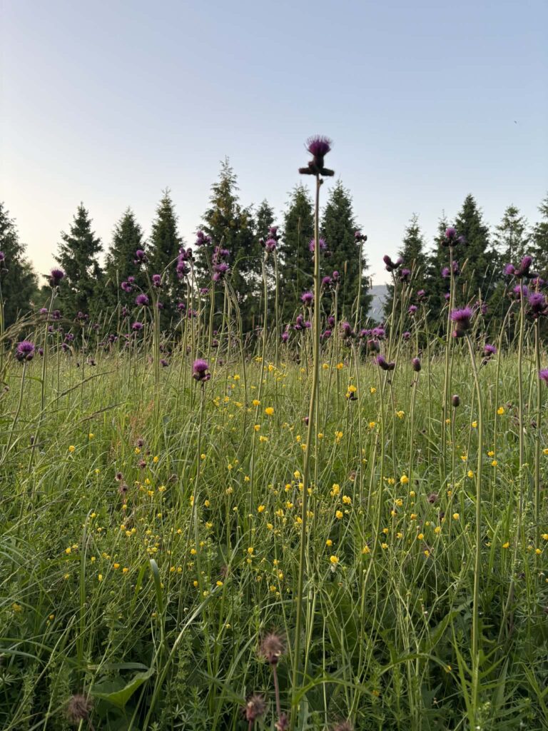 Stara Jabłoń Domek w Bieszczadach