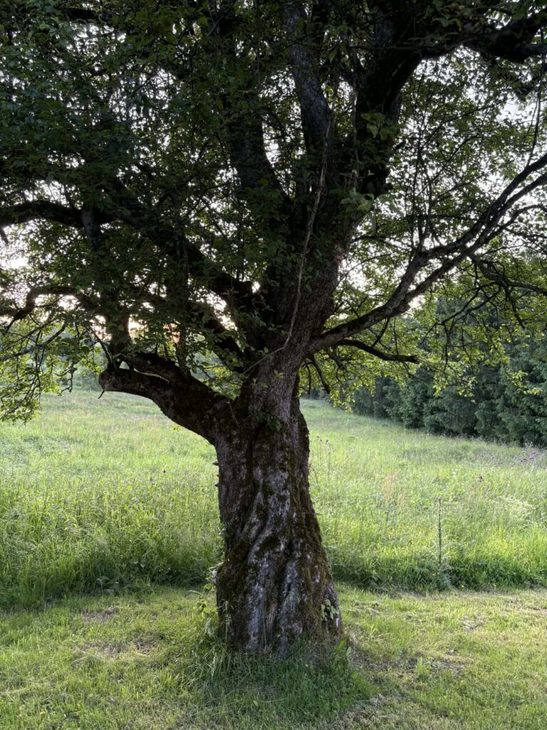 Stara Jabłoń Domek w Bieszczadach