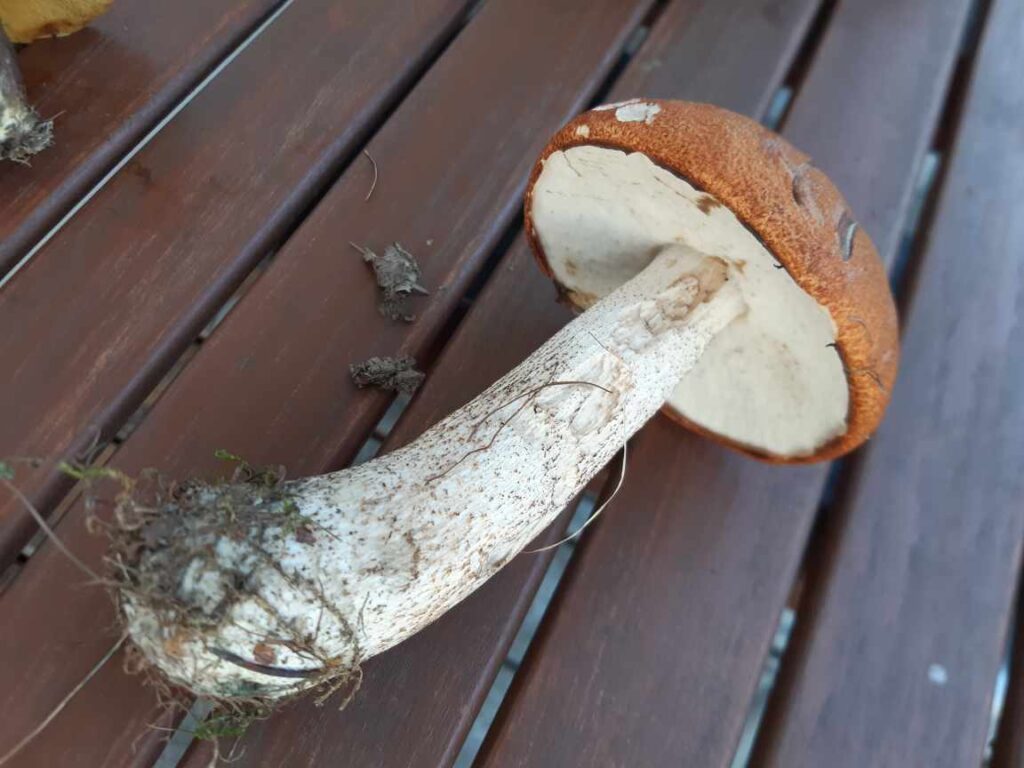 resized 20250920 115520